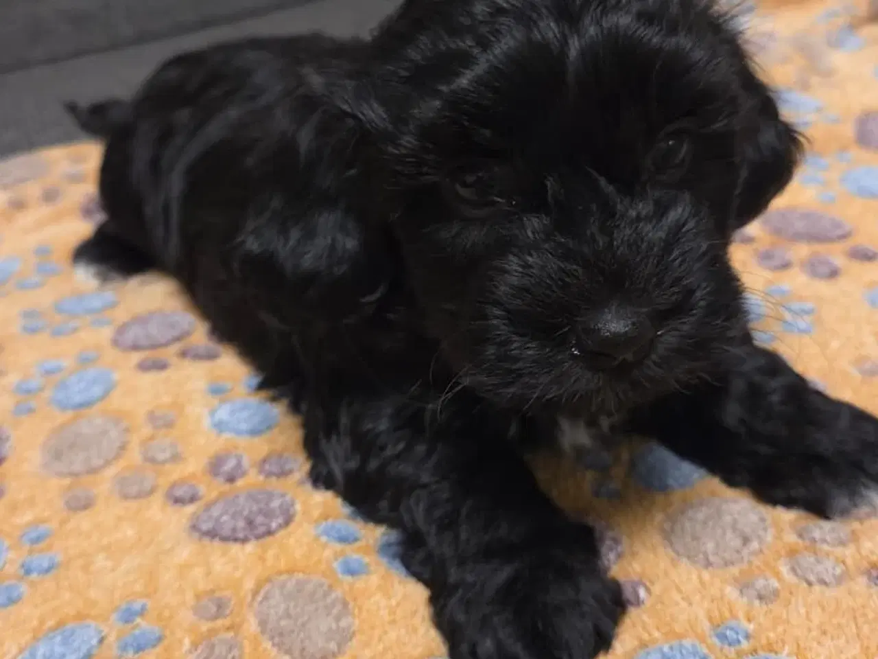 Billede 11 - Søde Maltipoo hvalpe søger nye hjem