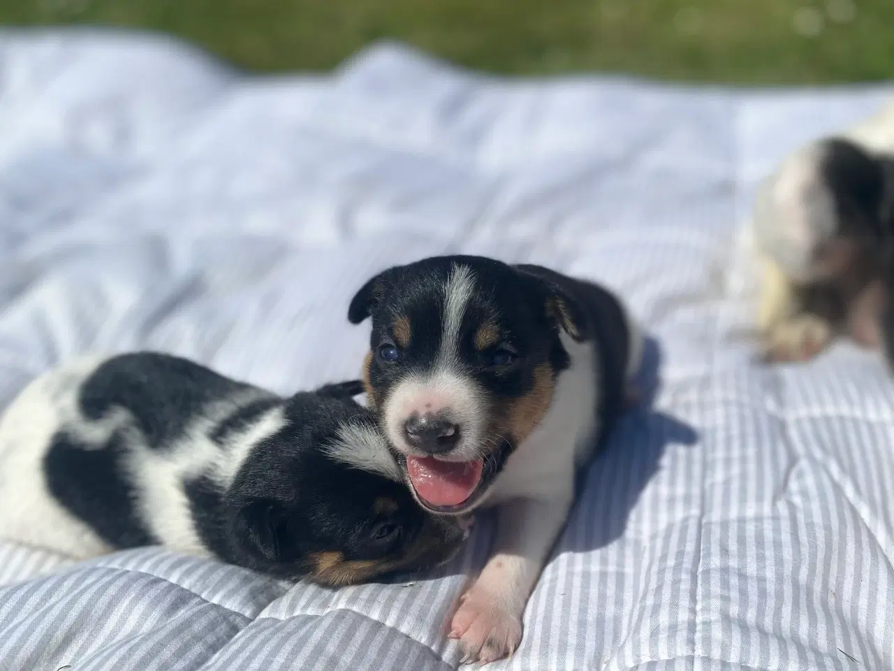 Billede 3 - Dansk-svensk gårdhund trefarvet