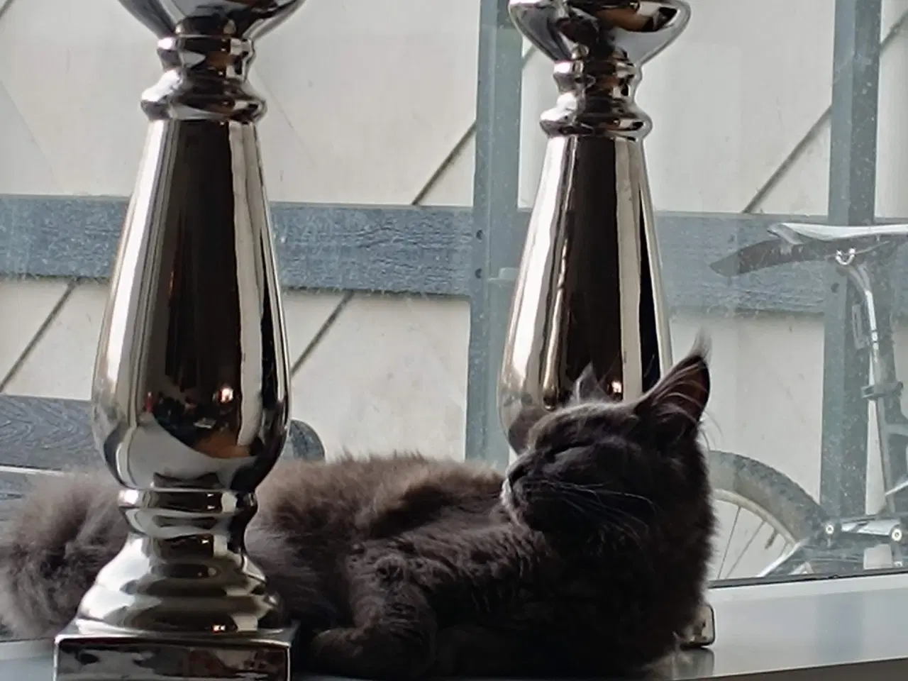 Billede 2 - Maine coon pige