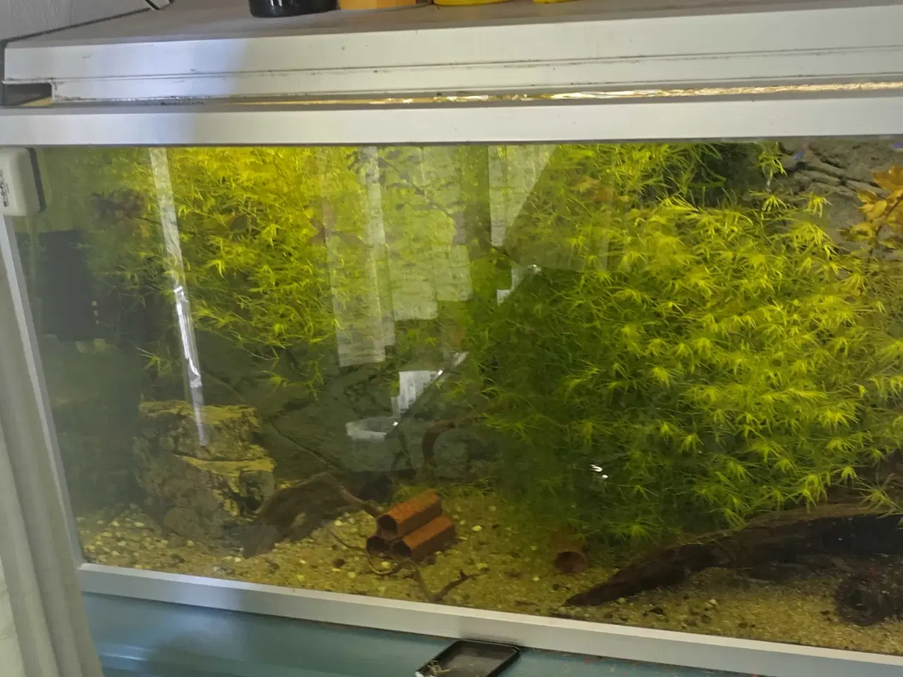 Billede 1 - 3 akvarier med diverse udstyr 