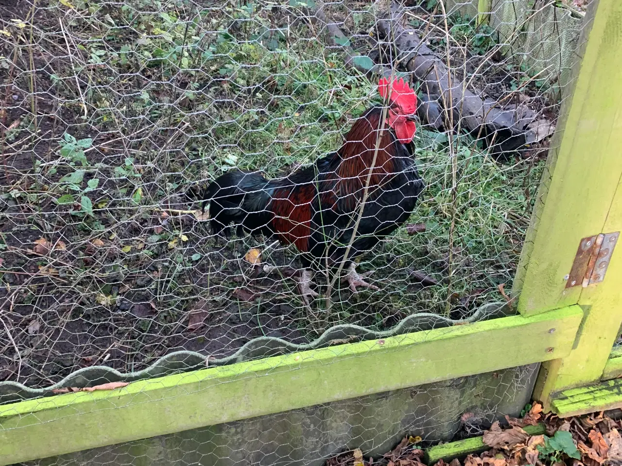 Billede 1 - Hane med meget flot fjerdragt