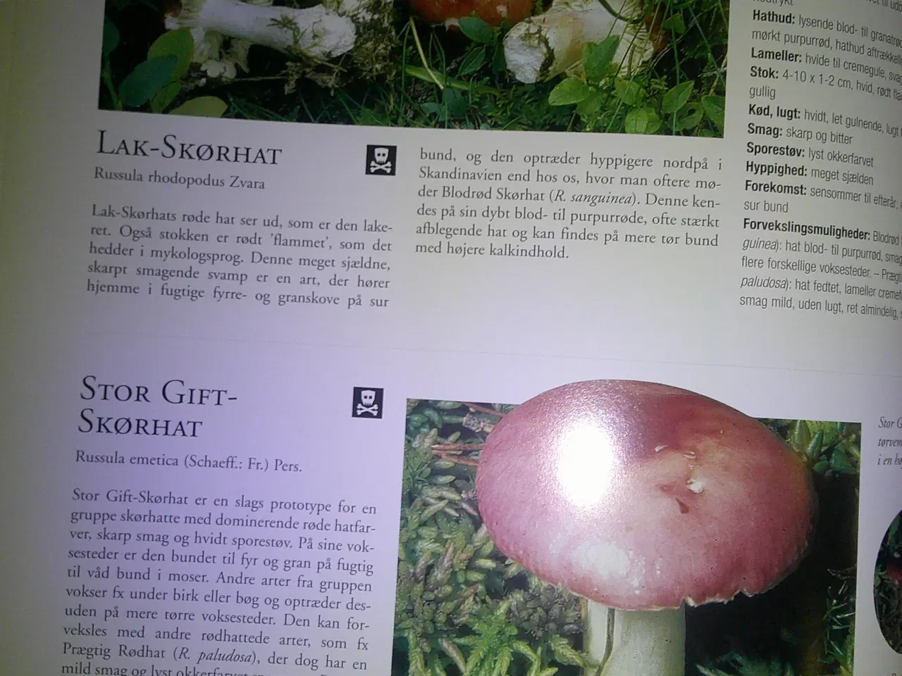 Billede 4 - Svampe, R. Lohmeyer, Ute Künkele