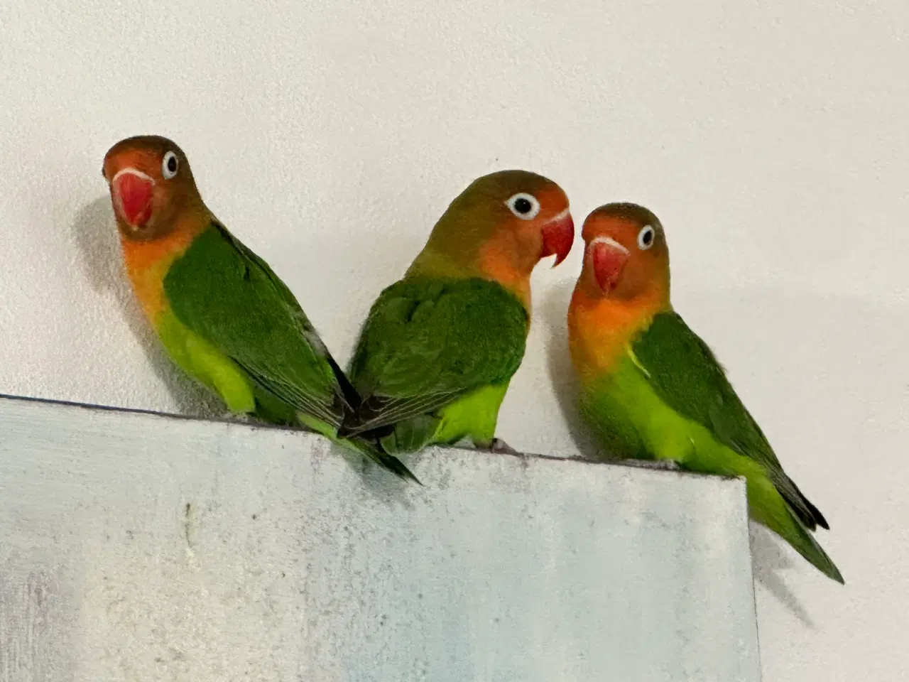 Billede 5 - Dværgpapegøjer, lovebirds 