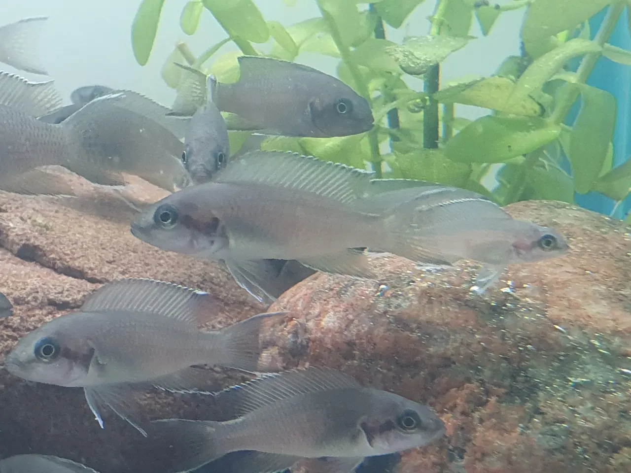 Billede 17 - Prinsessecichlider (Neolamprologus brichardi)