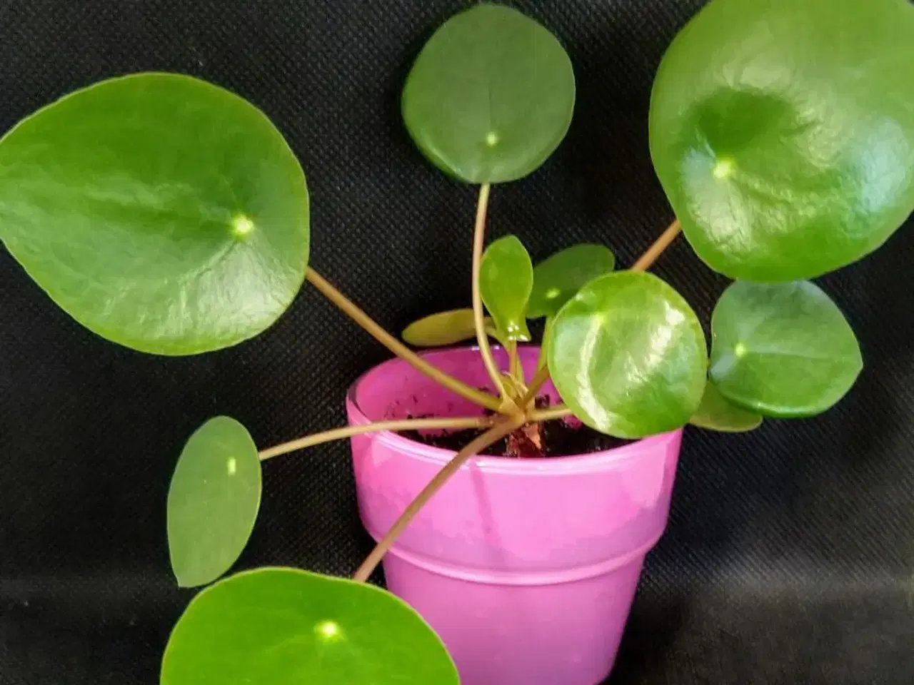 Billede 3 - Mini planter i skjulere