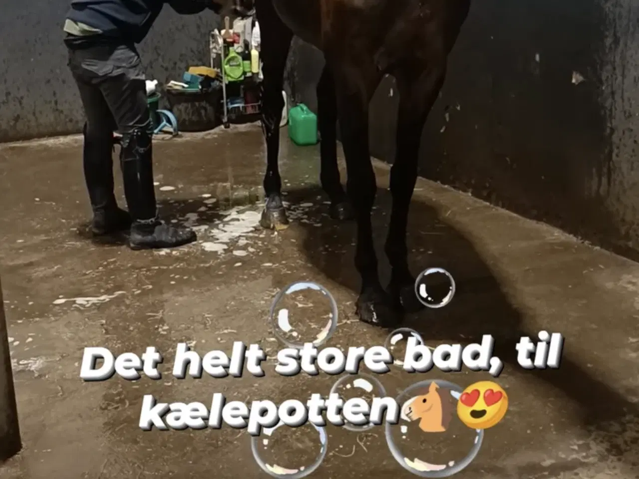 Billede 4 - Utrolig sød vallak