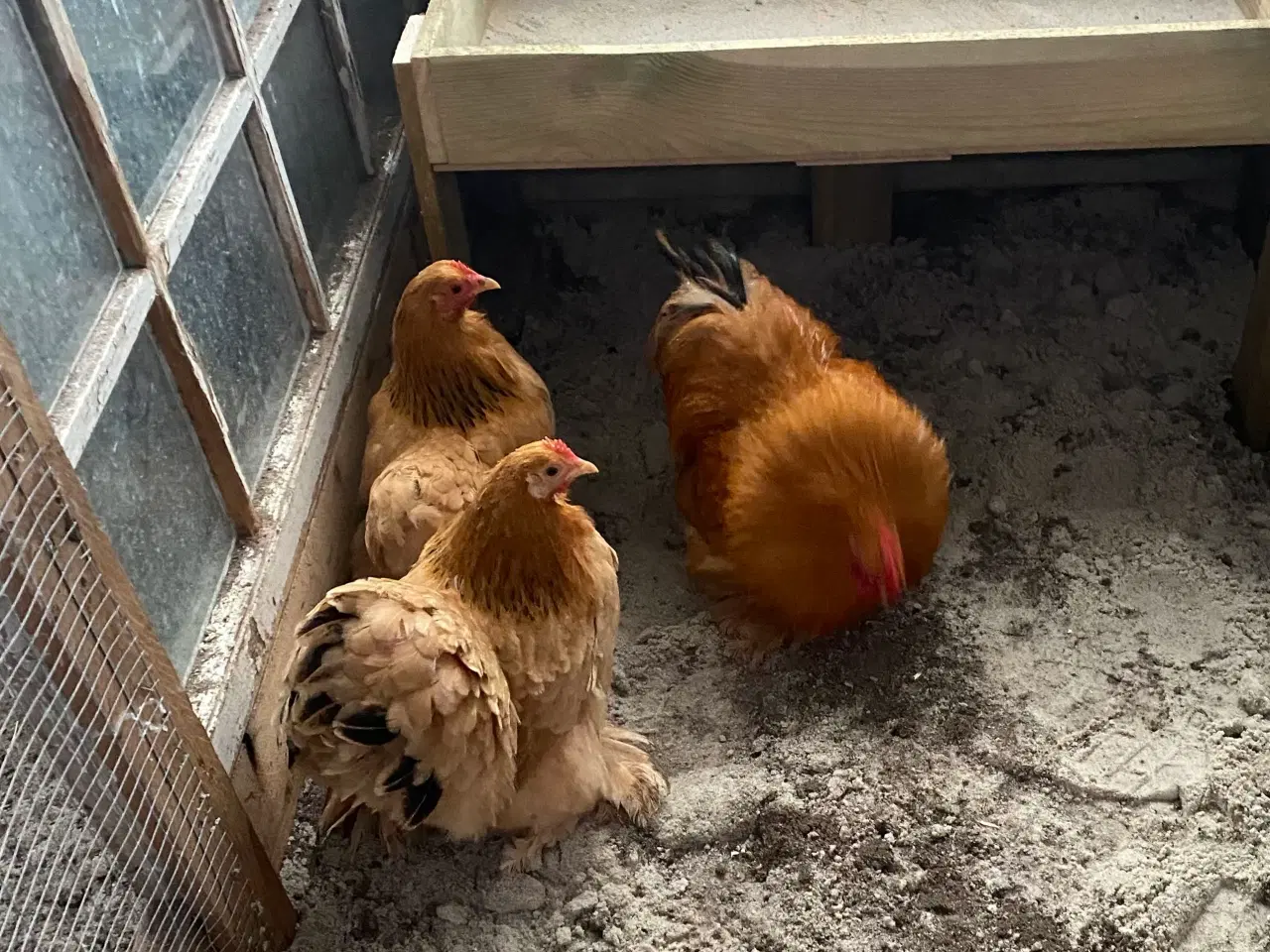 Billede 2 - Dværg kochin 