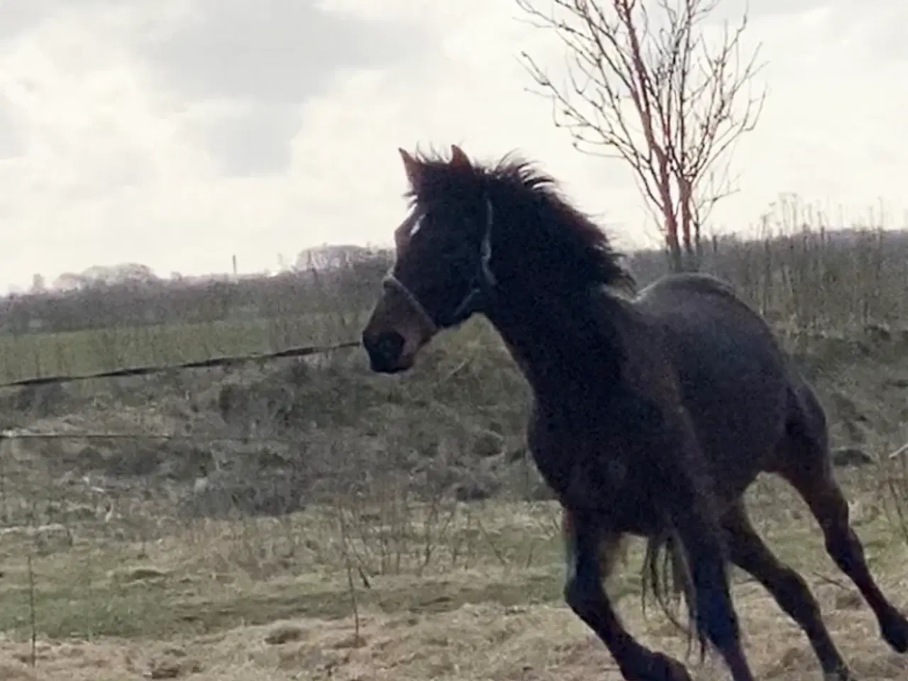 Billede 15 - 13 årig pensioneret traver hoppe/ hygge hest/