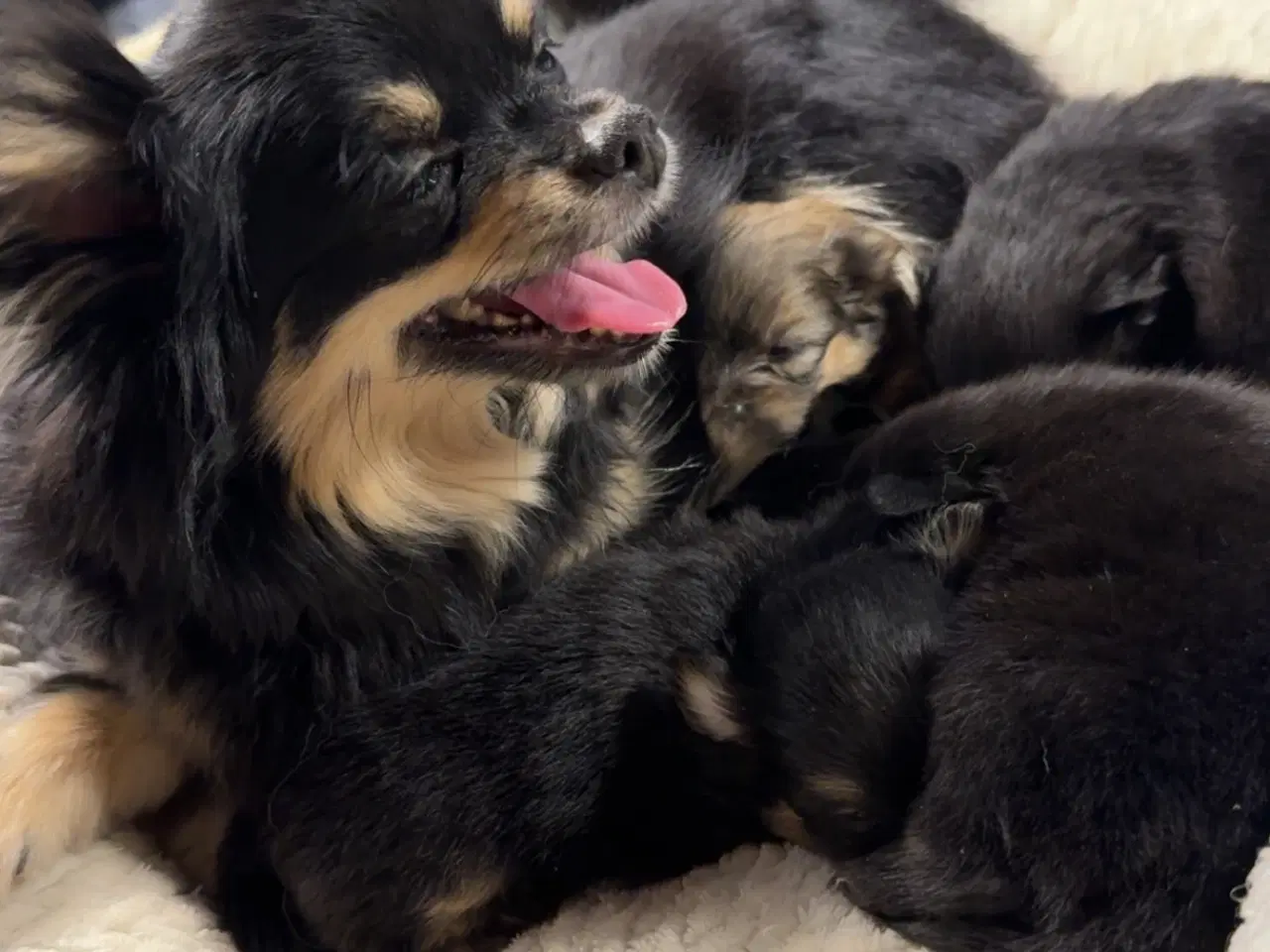 Billede 6 - Pomchi hvalpe 