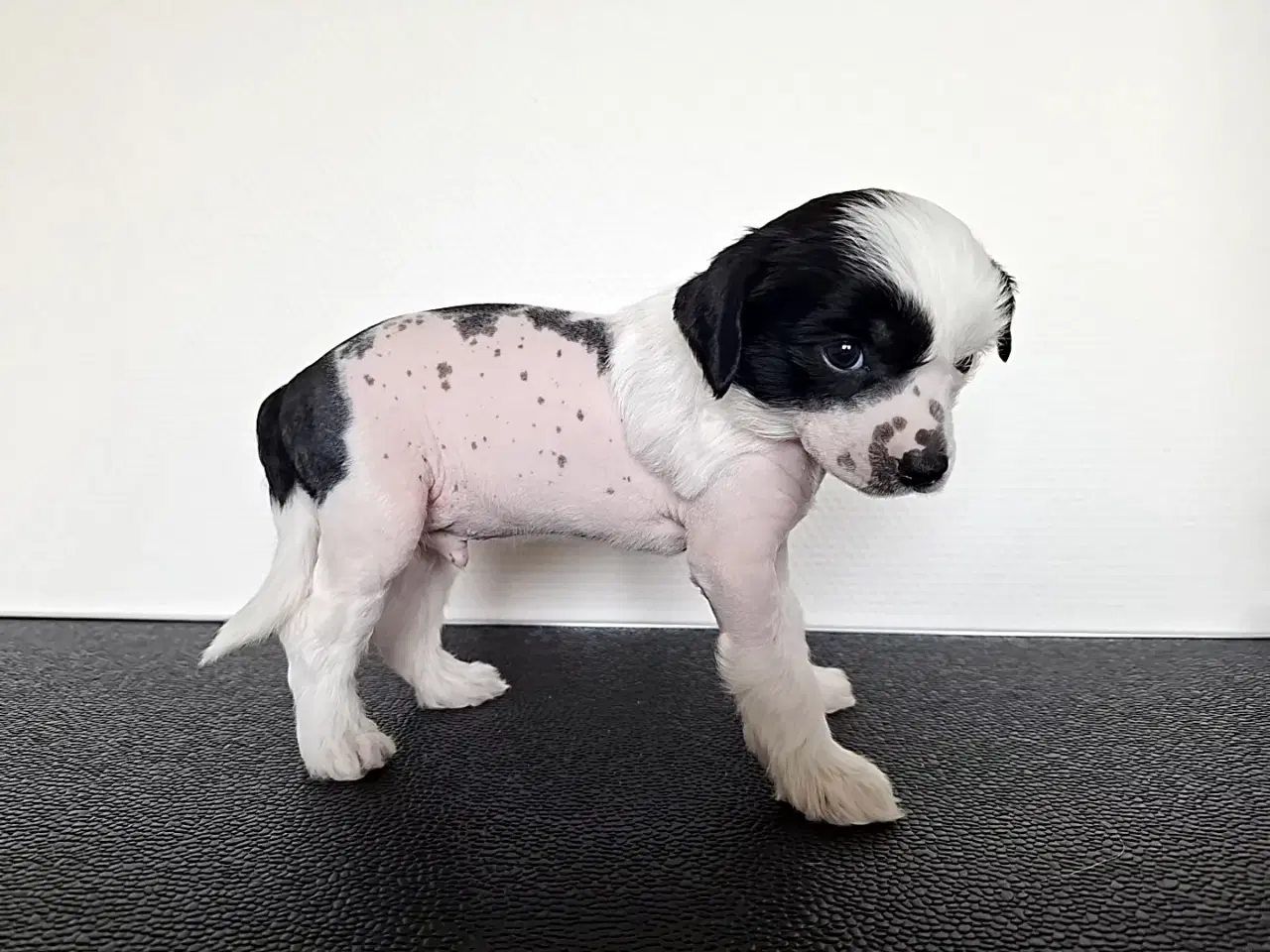 Billede 6 - Chinese crested/ powder puff med DKK stamtavle
