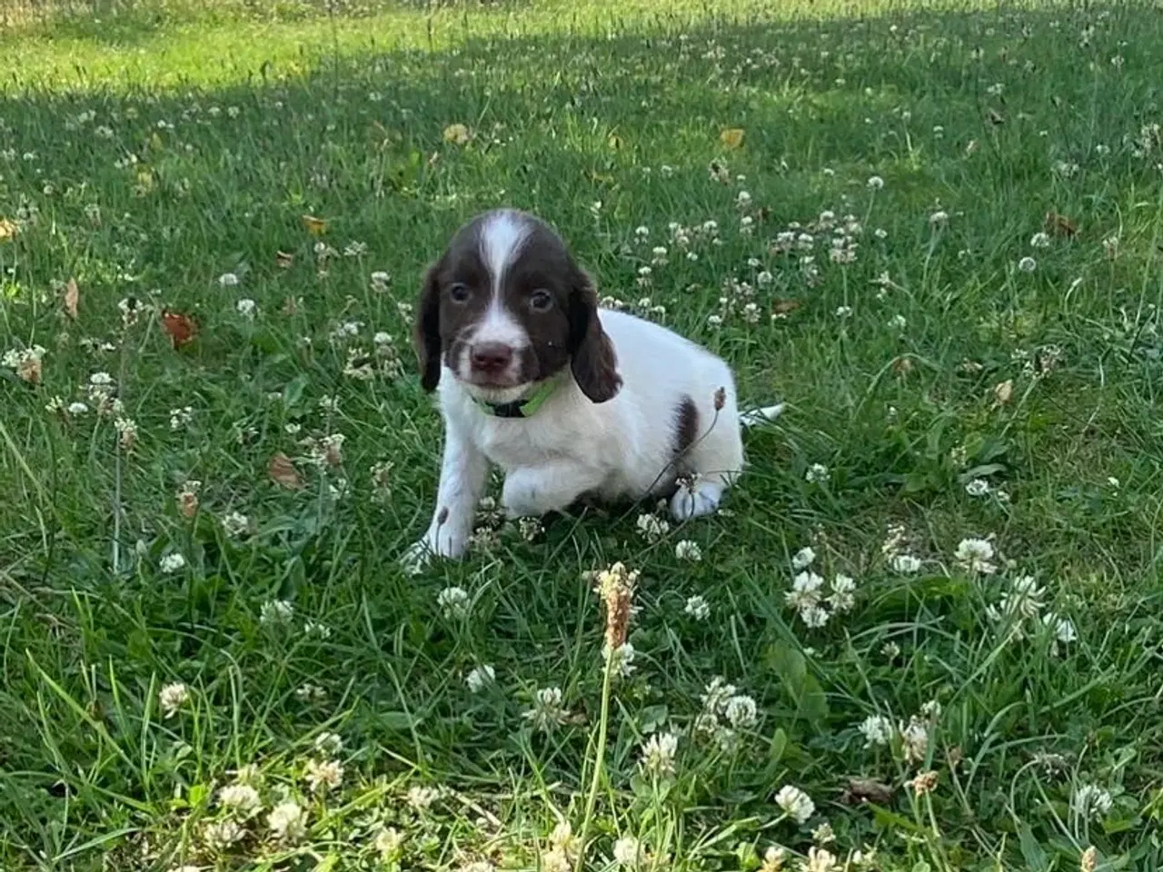 Billede 1 - FT springer hvalpe 