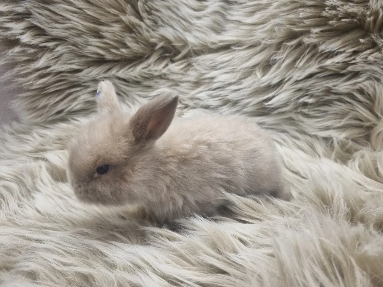 Billede 4 - Super søde Mini lop dværgkanin unger