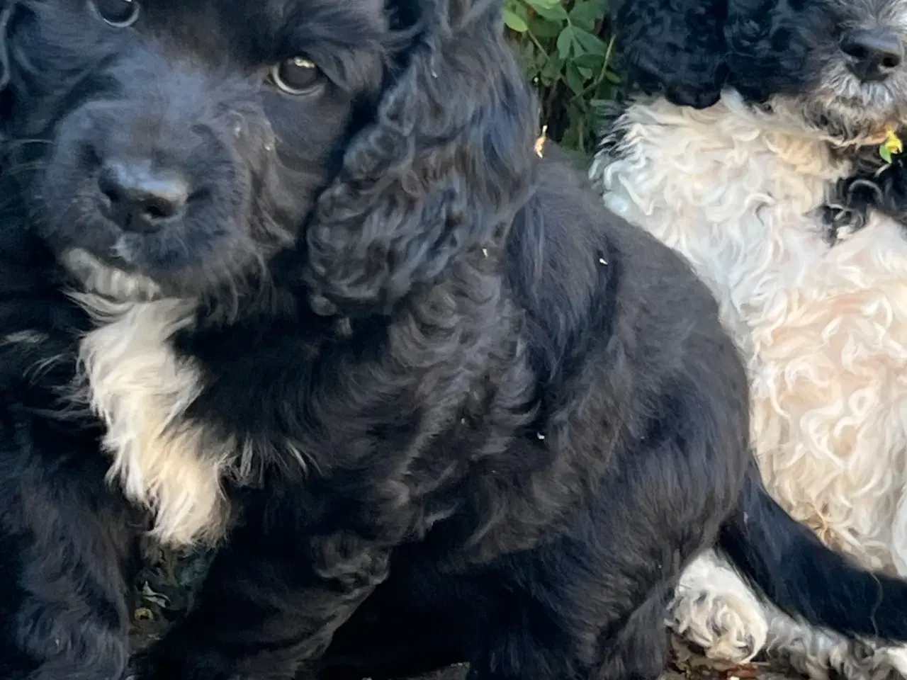 Billede 3 - Cockapoo /  cockadoodel 