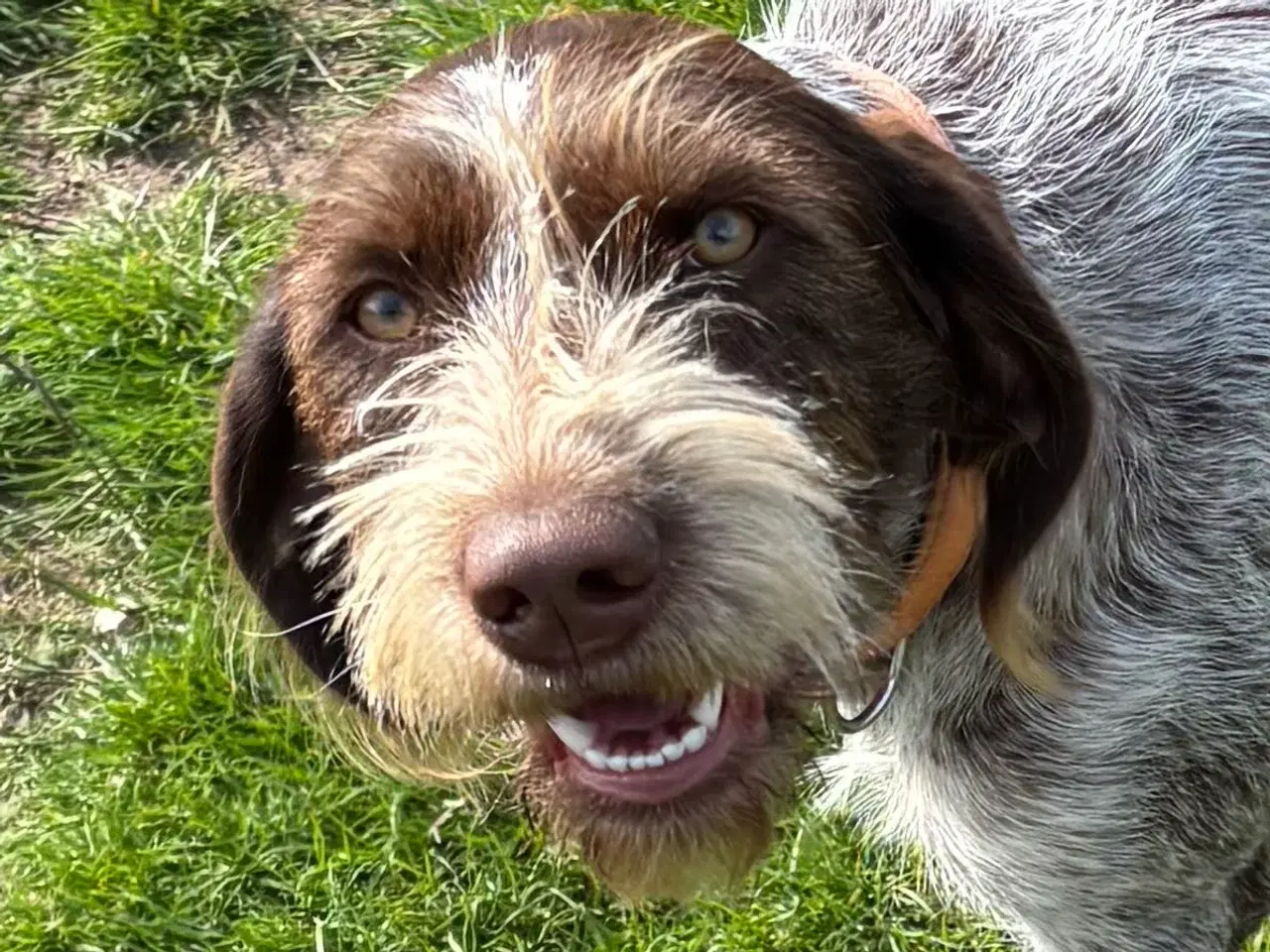 Billede 1 - Ruhåret hønsehund 