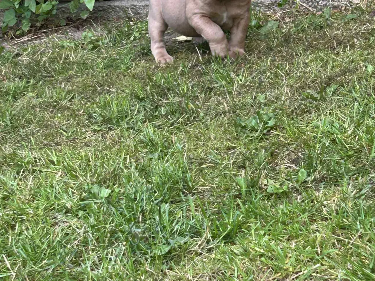 Billede 7 - New english bulldog
