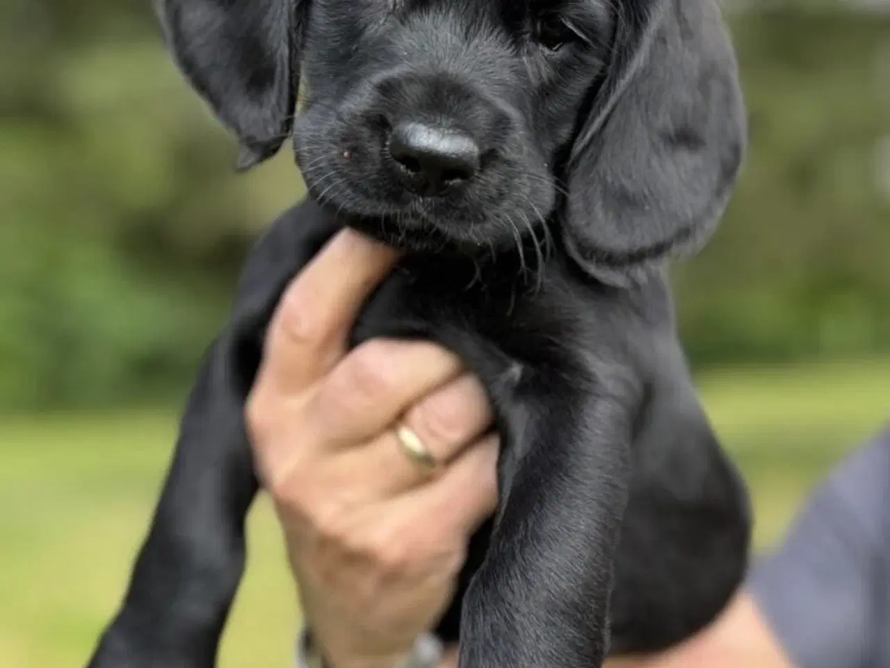 Billede 9 - Amerikanske Cockerdor hvalpe 