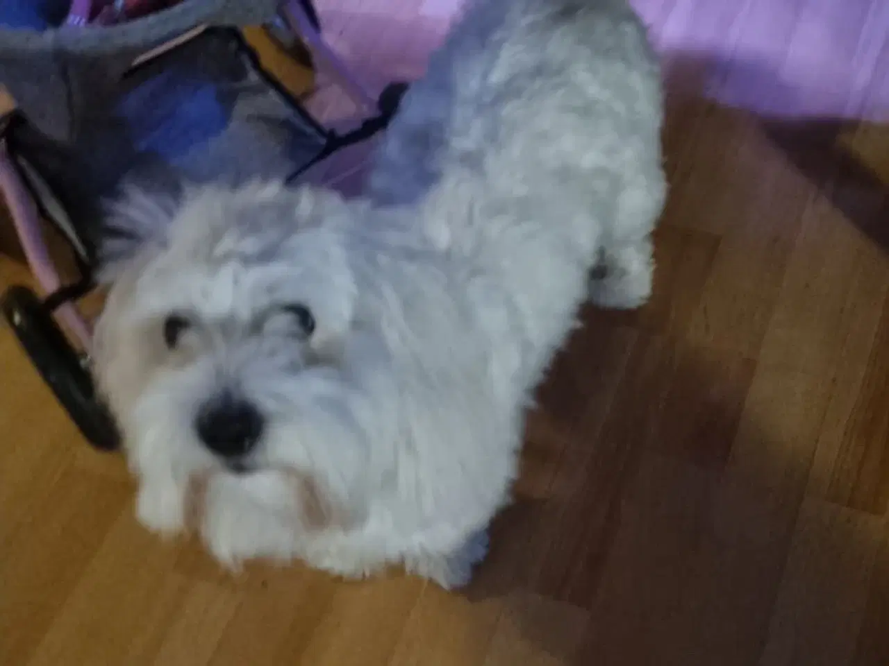 Billede 2 - Coton de tulear 