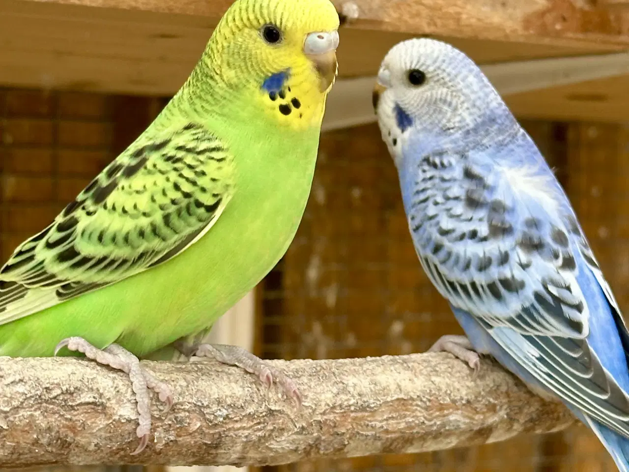 Billede 2 - Undulater fra 2025