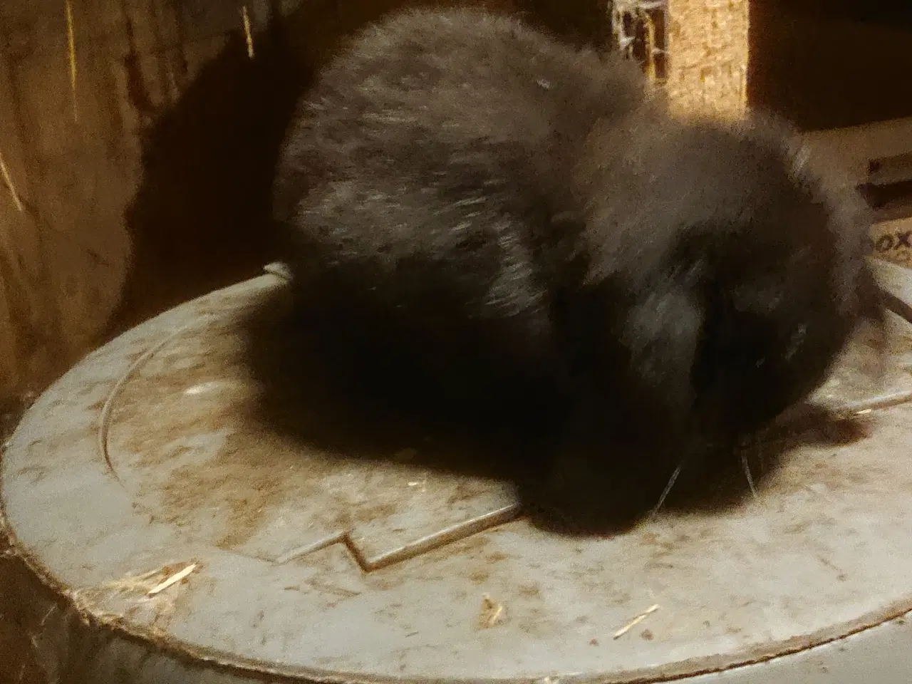 Billede 1 - Mini lop kanin