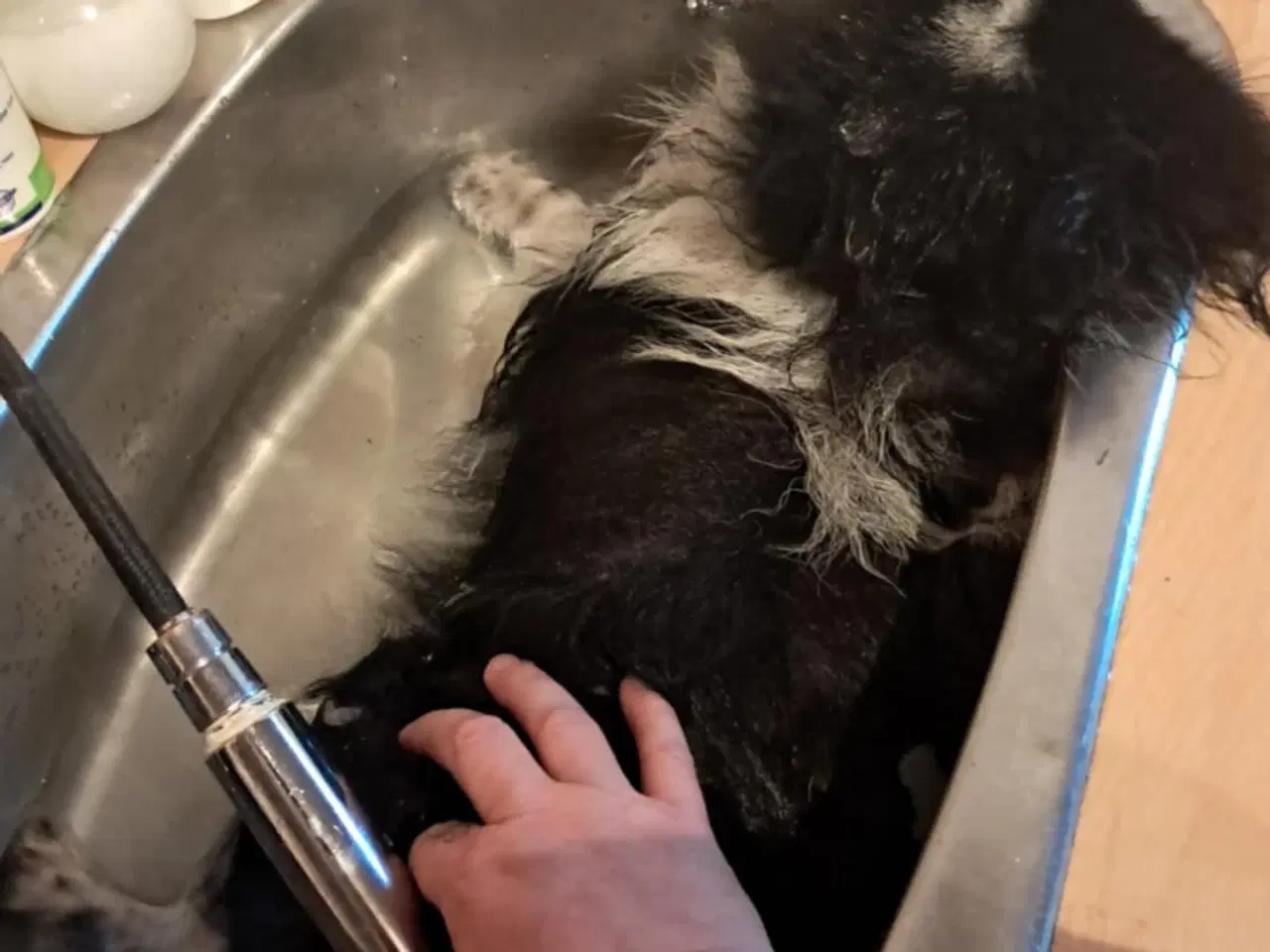 Billede 10 - Kærlig pommeranian dreng 