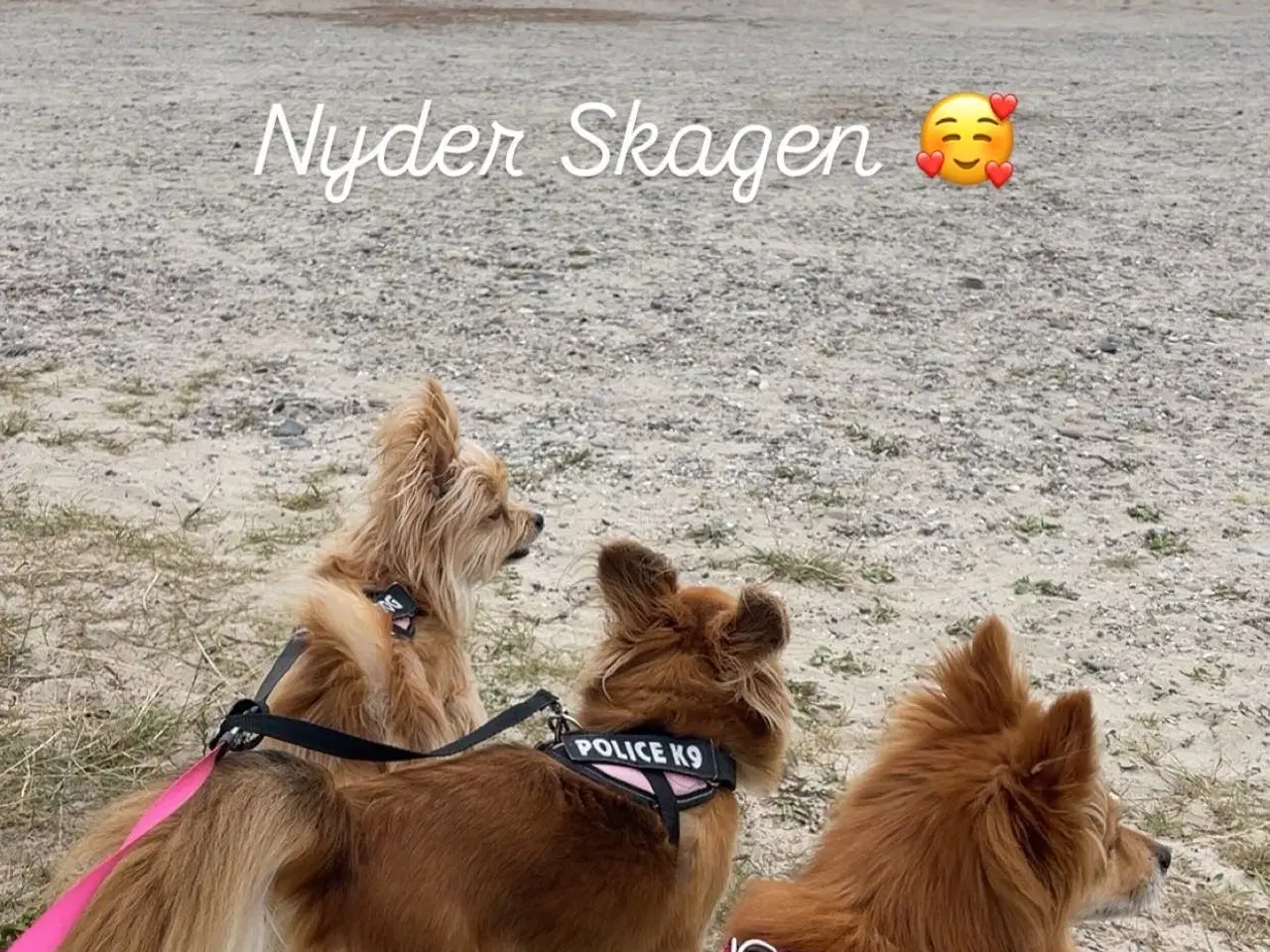 Billede 2 - Skønne milo