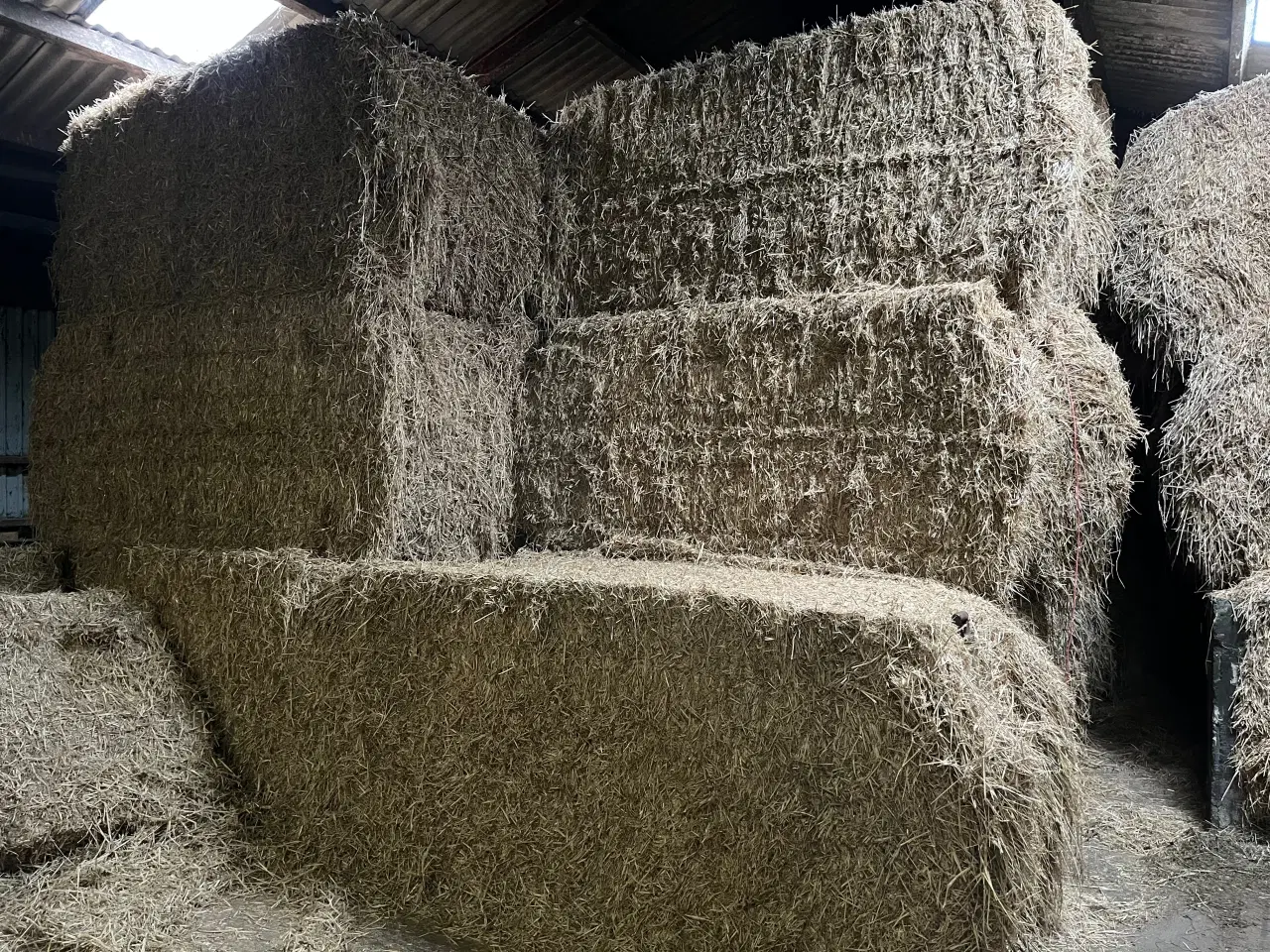 Billede 1 - Vårbyghalm