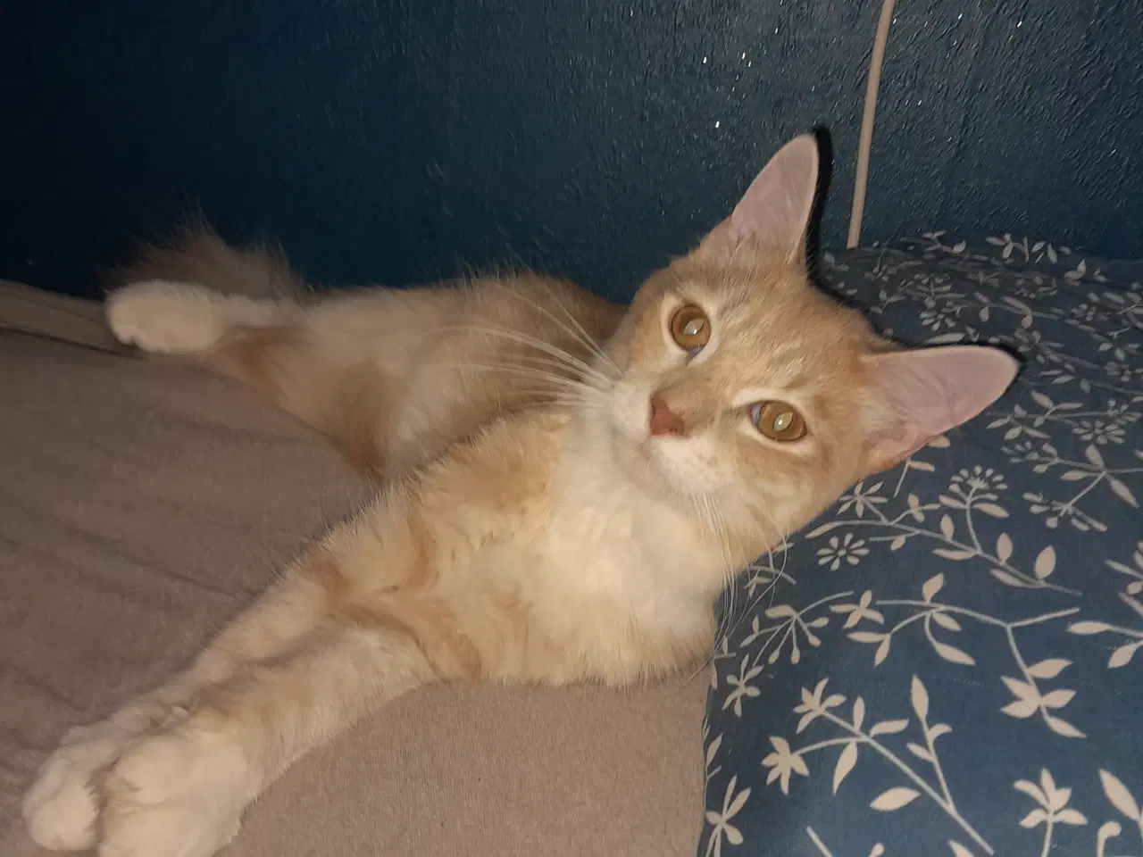 Billede 2 - Skøn maincoone blanding