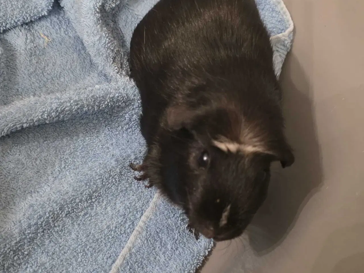 Billede 3 - 2 hun marsvin søger hjem