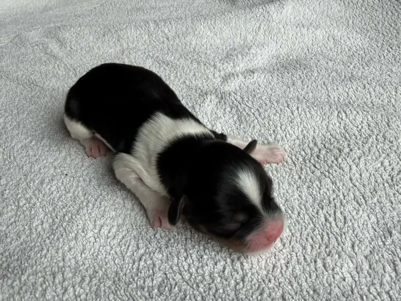 Billede 1 - LhasaDoodle hvalpe sælges