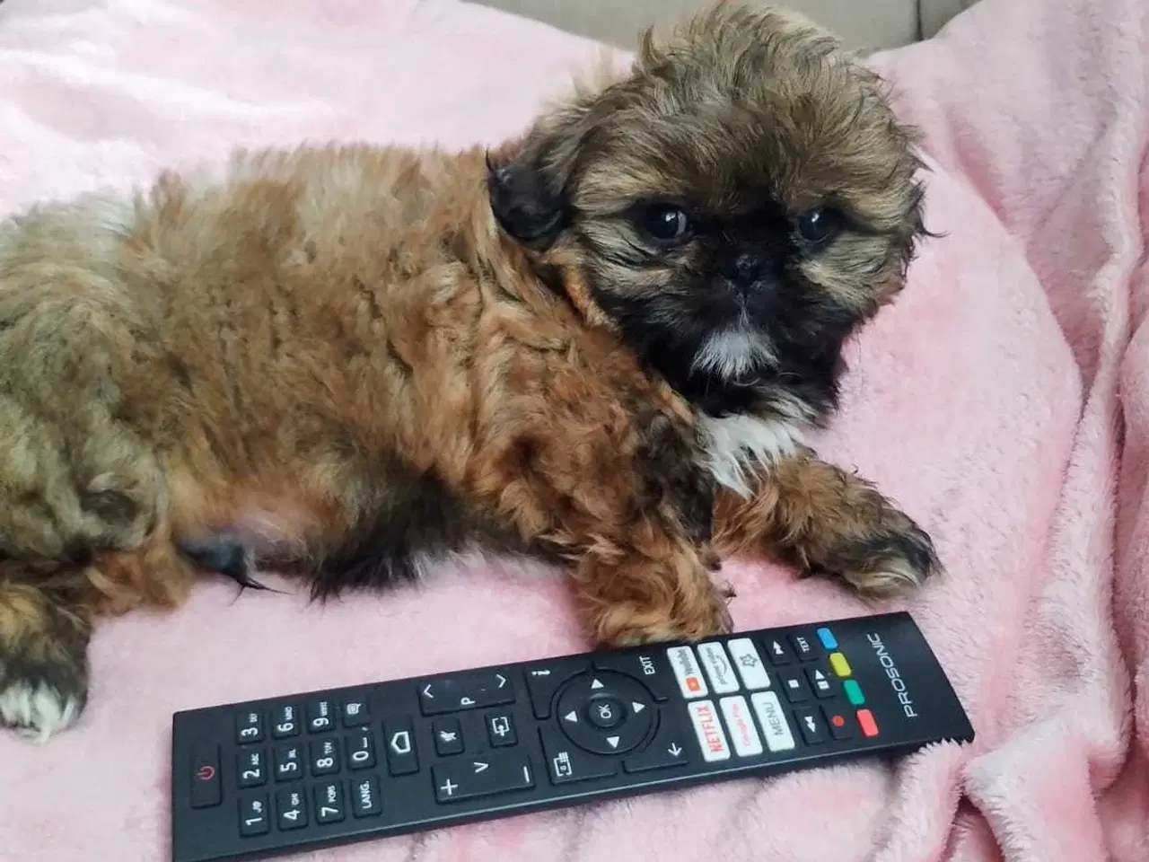 Billede 16 - Lille vidunderlig Shih Tzu 