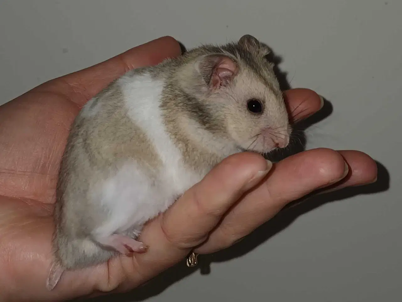 Billede 2 - Guldhamster unger 