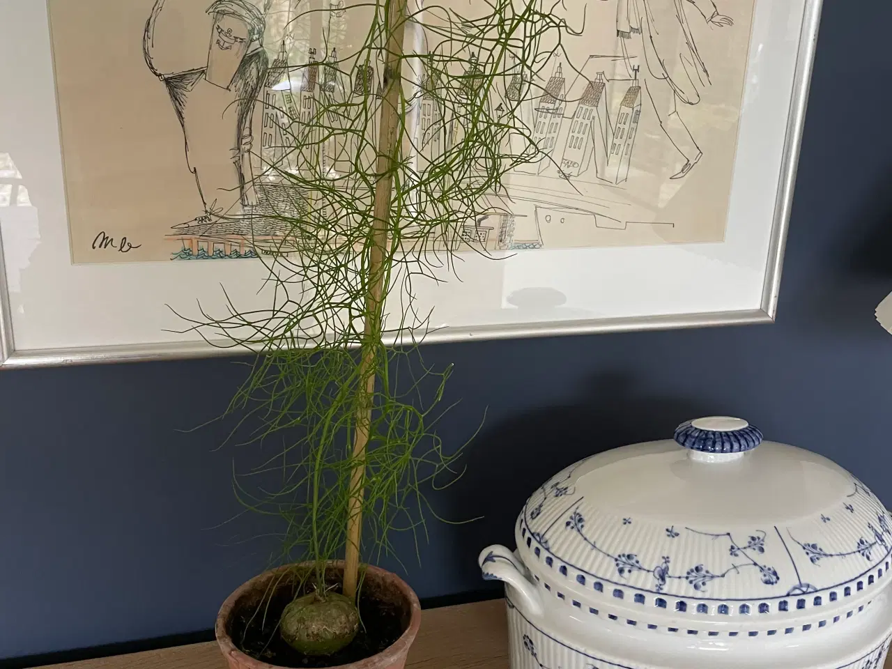 Billede 1 - Boweia volublis, hvidkål med aspagus