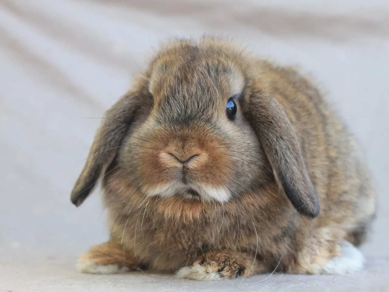 Billede 2 - Mini lop hankanin