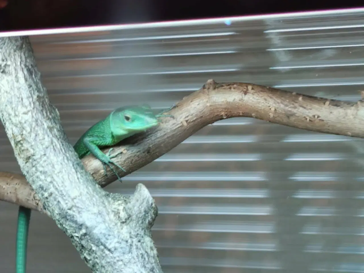 Billede 4 -  Et par Gastropholis Prasina