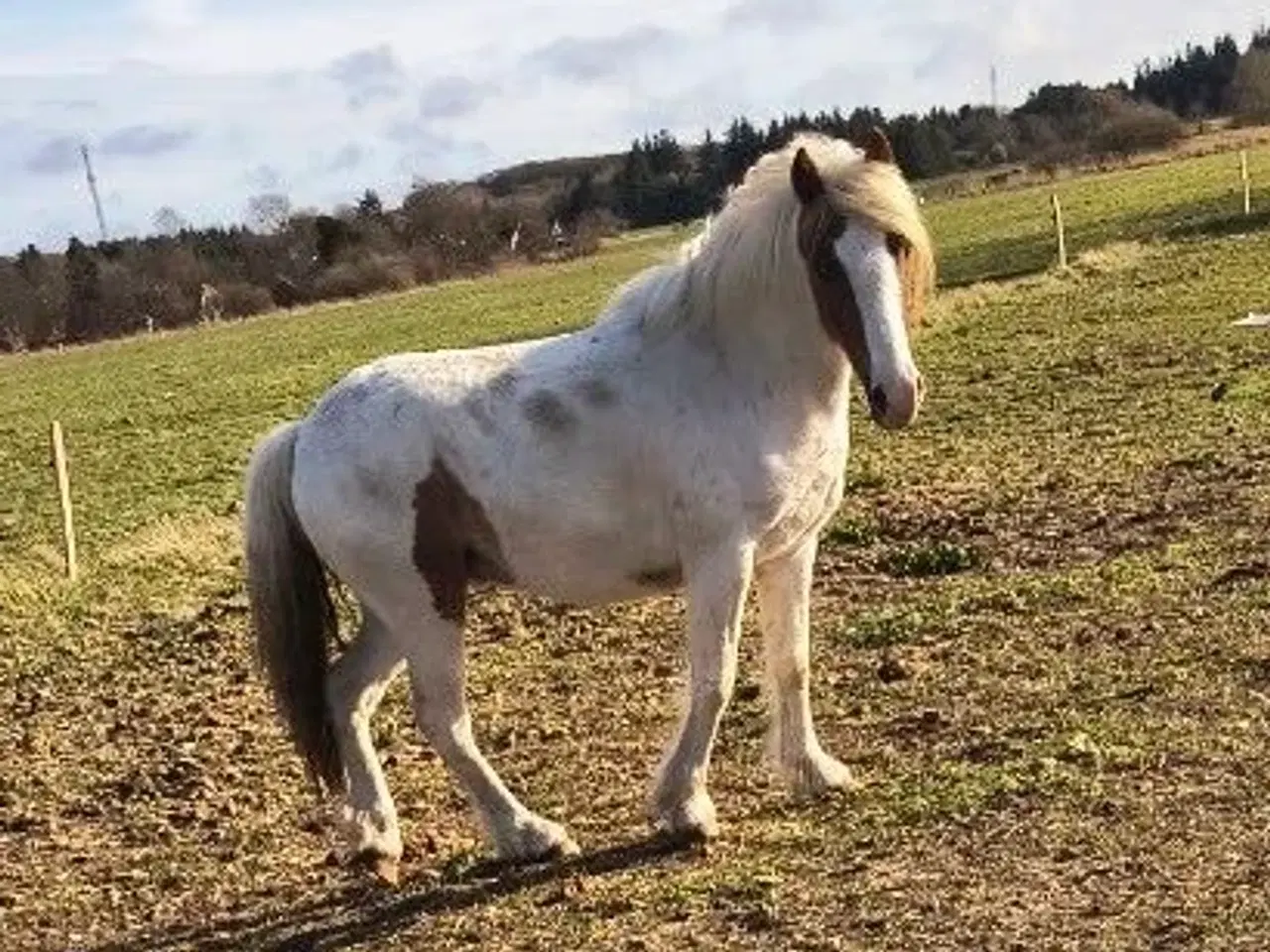 Billede 1 - 4 års tinker krydsnings vallak, ca. 138 i stang