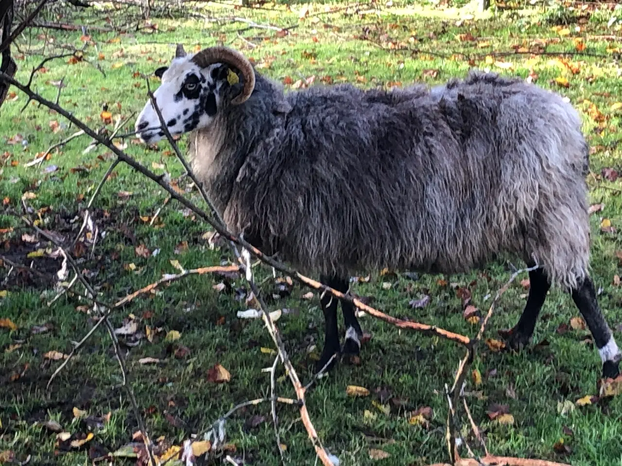 Billede 10 - Gute får