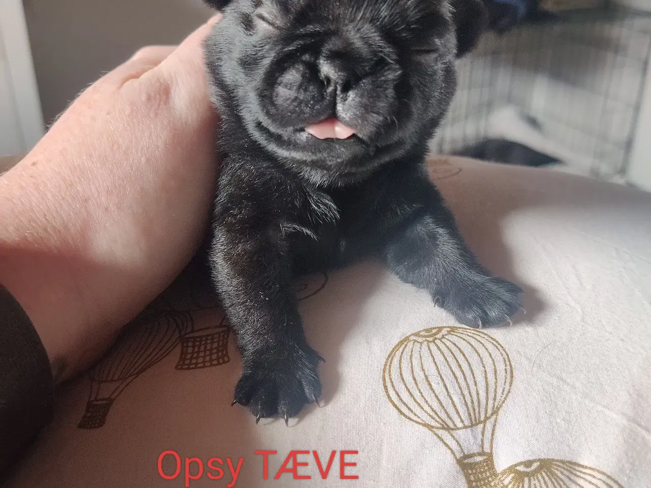 Billede 4 - Mops Puppies 
