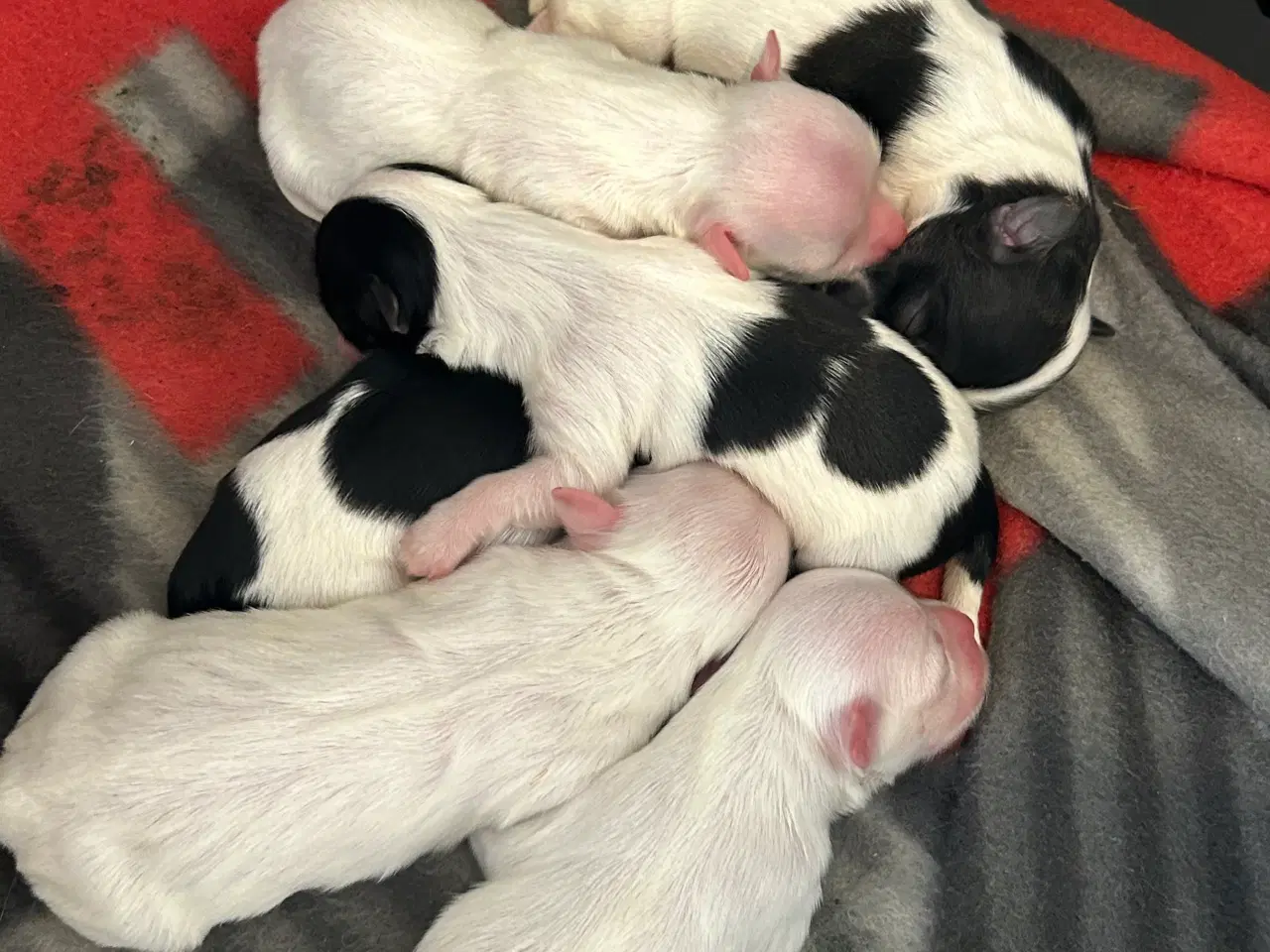 Billede 6 - Bomulds hundehvalp