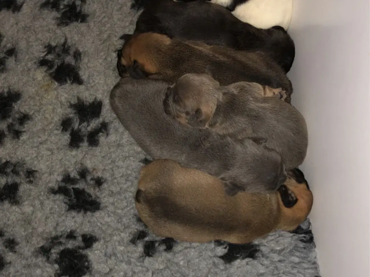 Billede 4 - Fransk bulldog hvalpe kun 1 tilbage