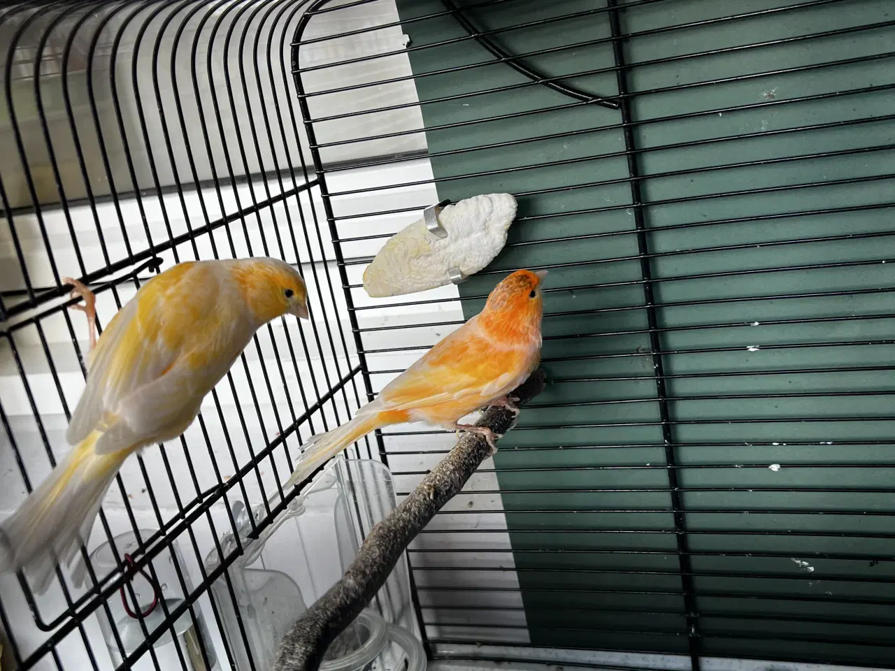 Billede 5 - Et elegant par unge kanariefugle