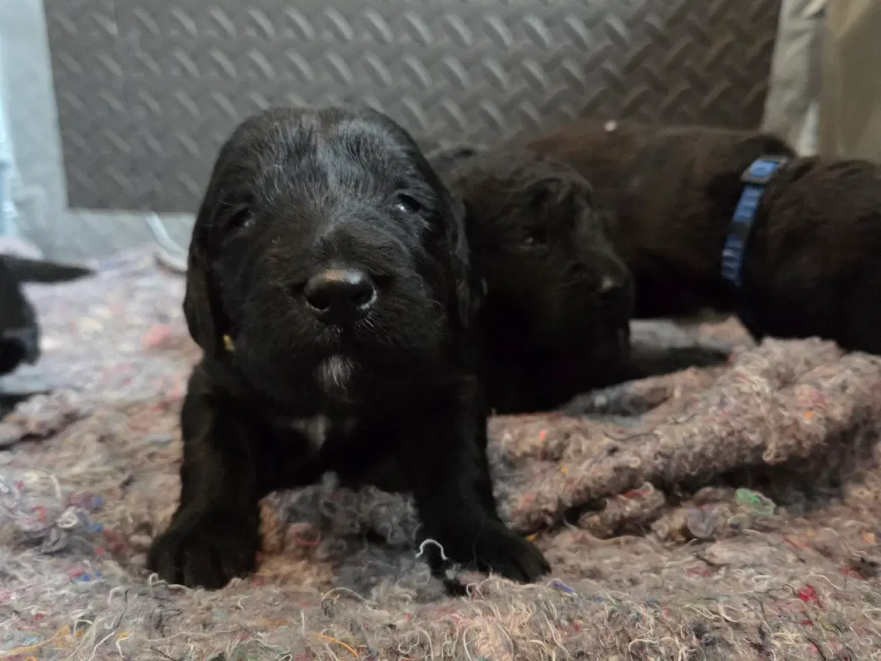 Billede 2 - Skønne Labradoodle hvalpe 