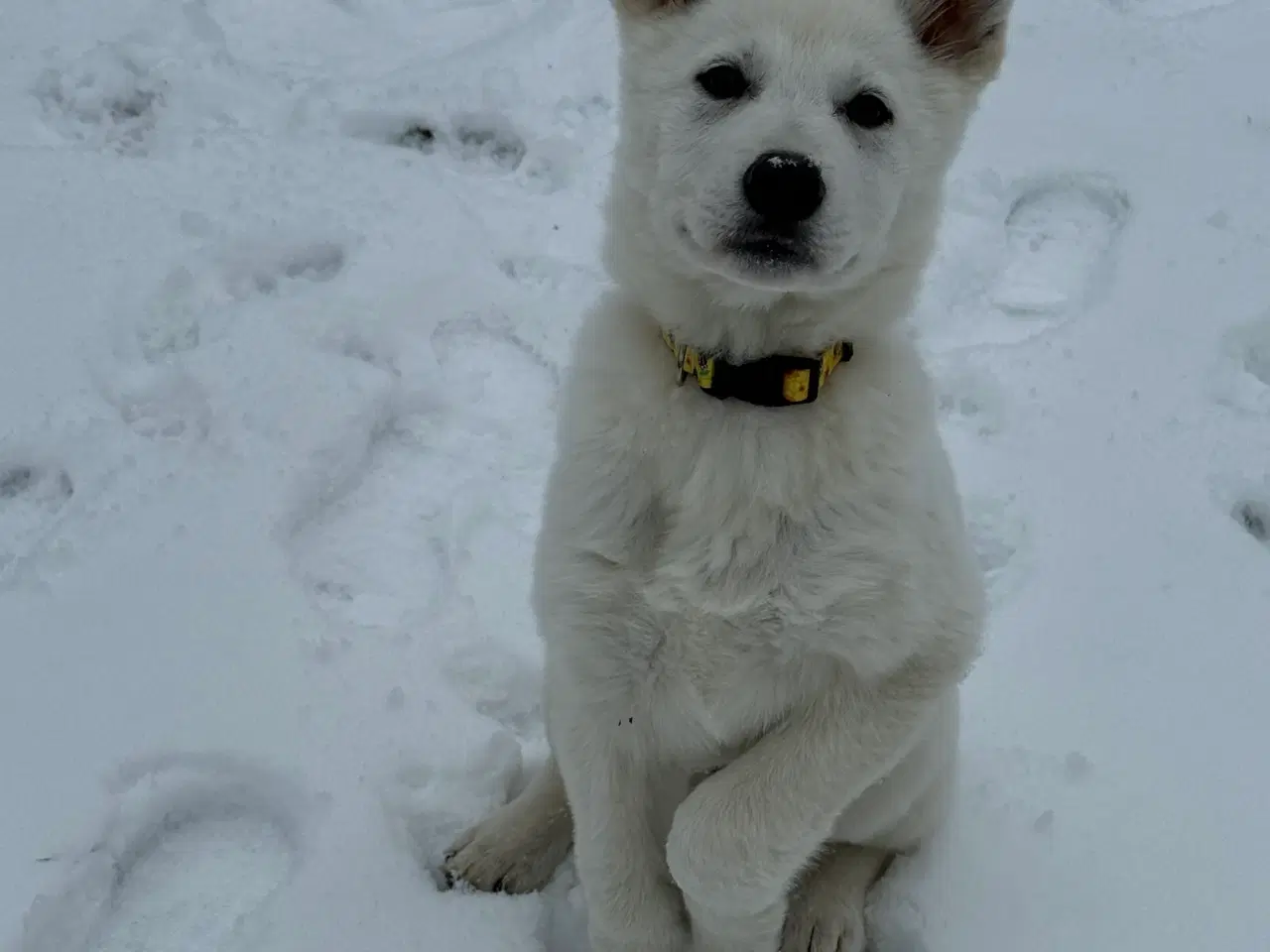 Billede 1 - Lækker hvid bamse 