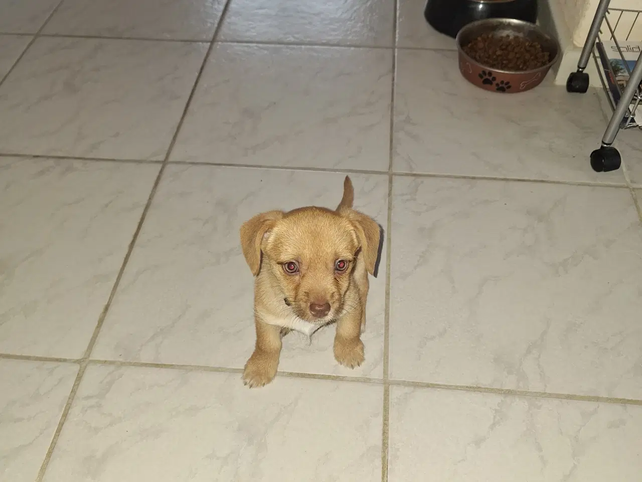 Billede 2 - Blandingshvalp