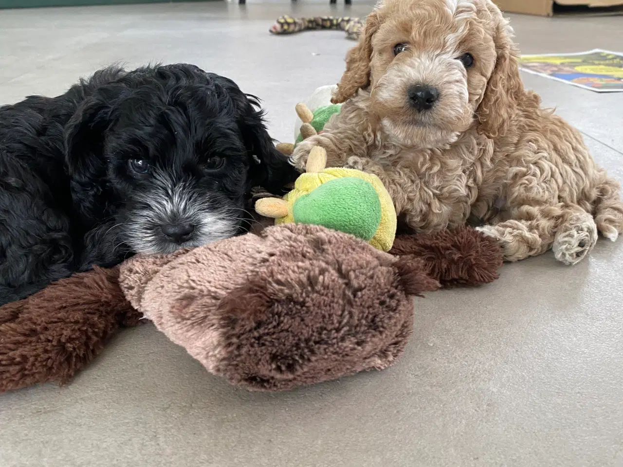 Billede 2 - Cockerpoo, cockerdoodle, cockapoo, doodle