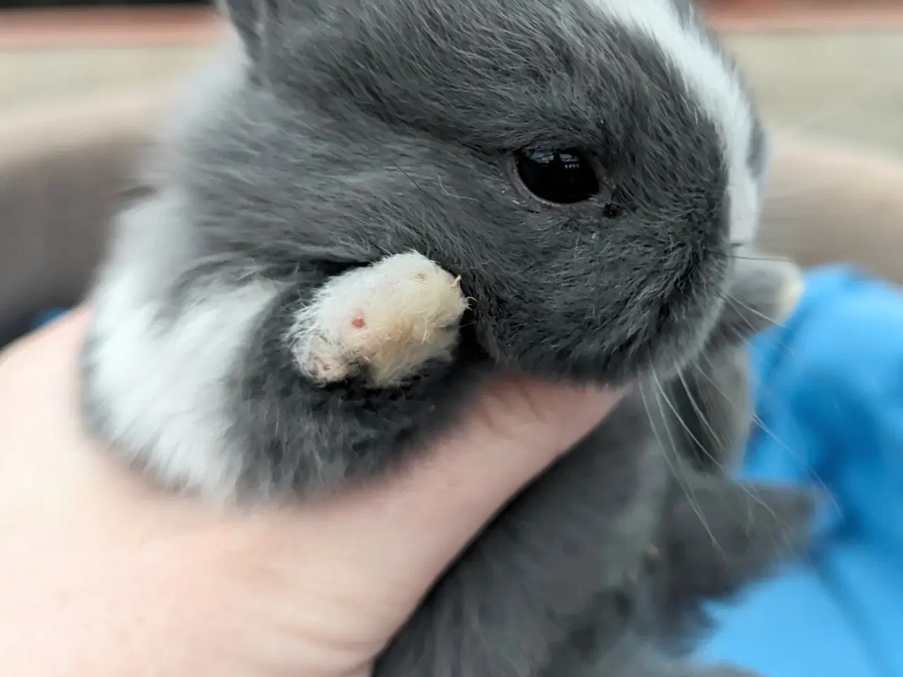 Billede 5 - Hermelin kaninunge sælges 