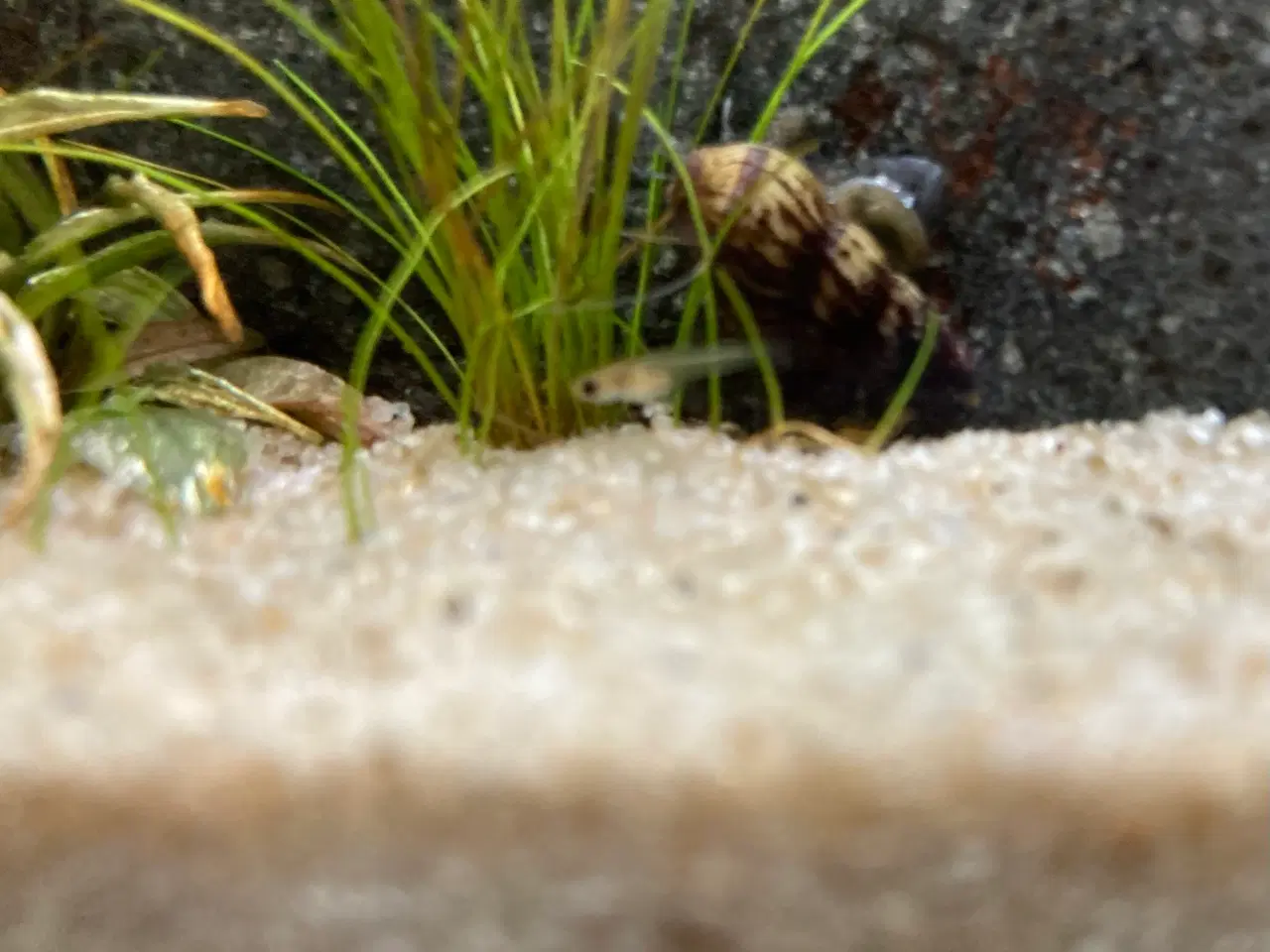 Billede 3 - Guppy ungerne sælges