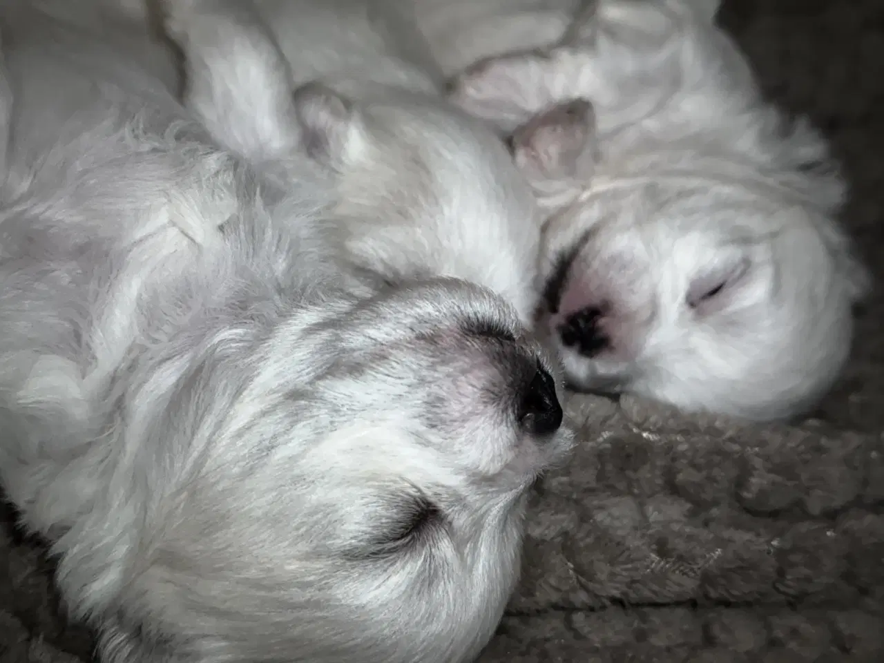 Billede 1 - Malteser/Coton hvalpe 21 dage d 3/3