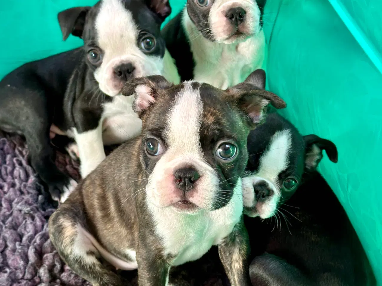 Billede 2 - 🌟 Boston Terrier hvalpe – DKK – Rejseklare