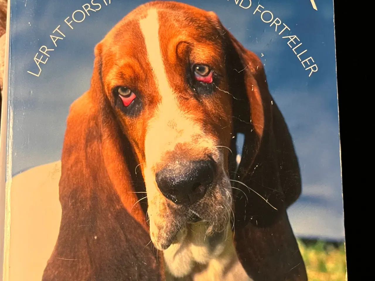 Billede 6 - Hundetræning, adfærd og viden om hunde