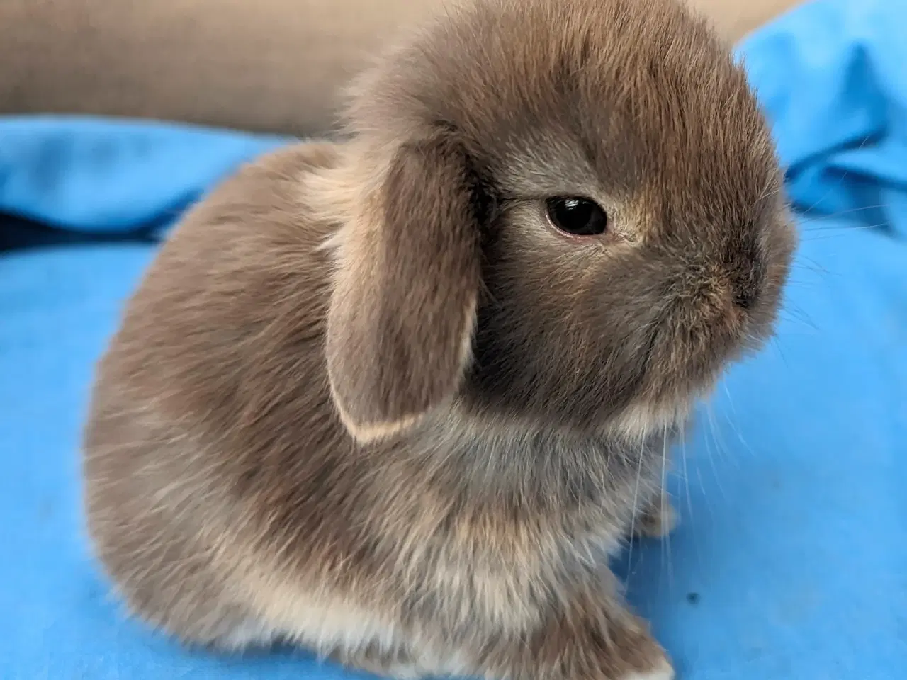Billede 2 - Minilop kaninunge sælges